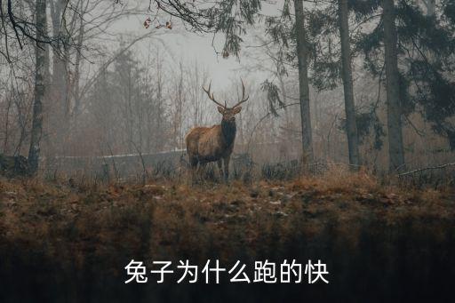 兔子为什么跑的快